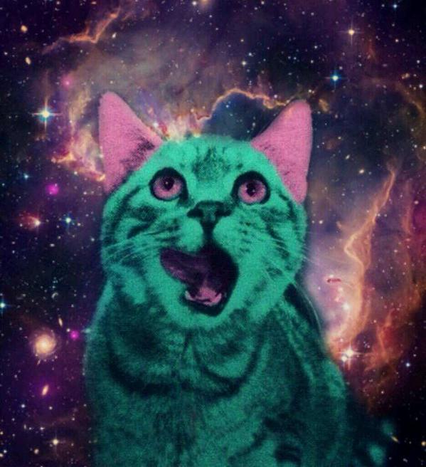 ysterymay's tweet photo. Happy National Cat Day to all you cat lovahs out there! http://t.co/q06roQlghi