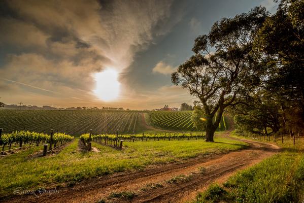 South Australia tweet media