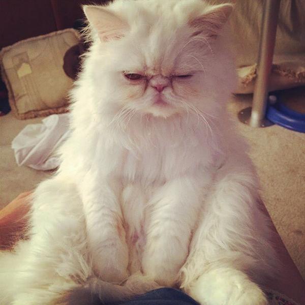 IreneORourke37's tweet photo. @CatsOutOfTheBag #NationalCatDay #hilarie LOVES PURINA! #buddhakitty http://t.co/Db5mTbYzvX