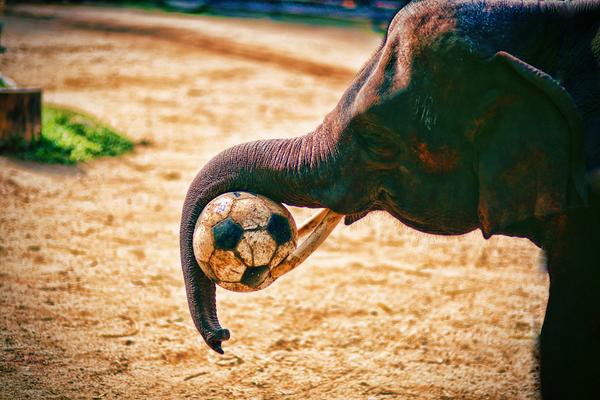 Elephant playing Soccer in Thailand