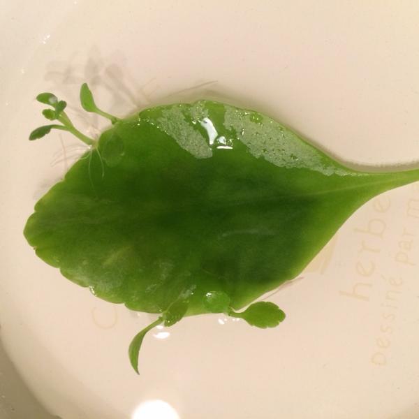 Pension Motown على تويتر 大学の一般公開でセイロンベンケイソウをget 笑えるのがハカラメ 葉から芽 というニックネーム 葉っぱのふちから沢山の芽が出て またその葉っぱから子供を増やせる生命力が強い エッジ部分にはips細胞と同じ能力があるらしい すごい Http