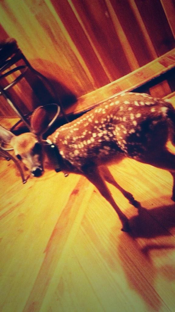 kaitlinfbaby16's tweet photo. Meet Leon 😍😍😍♥️. http://t.co/ZLjk9AtBpC