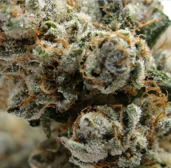 TreezGs's tweet photo. Skywalker OG http://t.co/dPTvAdJR5n