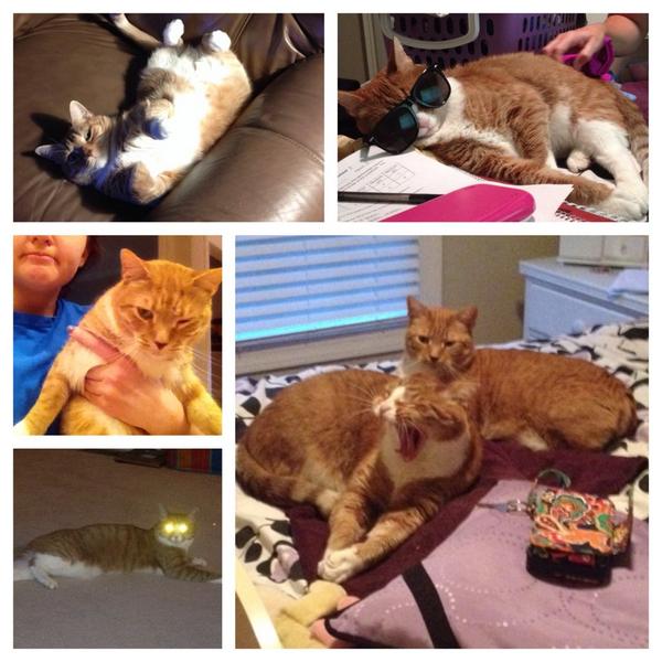 Nat_hamlettt's tweet photo. Instead of studying I made a collage of my cats. Happy national cat day to the coolest cats out there #2meows http://t.co/C0g1FIhkzR