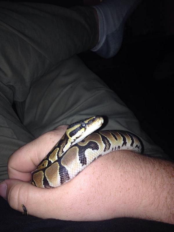 revmarshall's tweet image. #wcw because I lead a sad an lonely life. #Roxy #BallPythonsOfTwitter