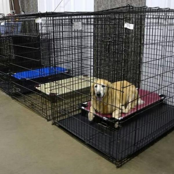 4Legs4Pets's tweet photo. Boarding your pet? Pamper him w/comfortable cot #petcot #dogbed #boarding #dogtraining #placetrain #doggiedaycare http://t.co/CW9gFqE1Bj