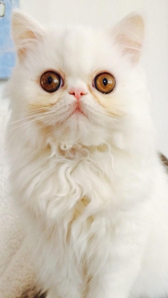 IreneORourke37's tweet photo. @dinamanzo kitties!! http://t.co/NNKbFouw07