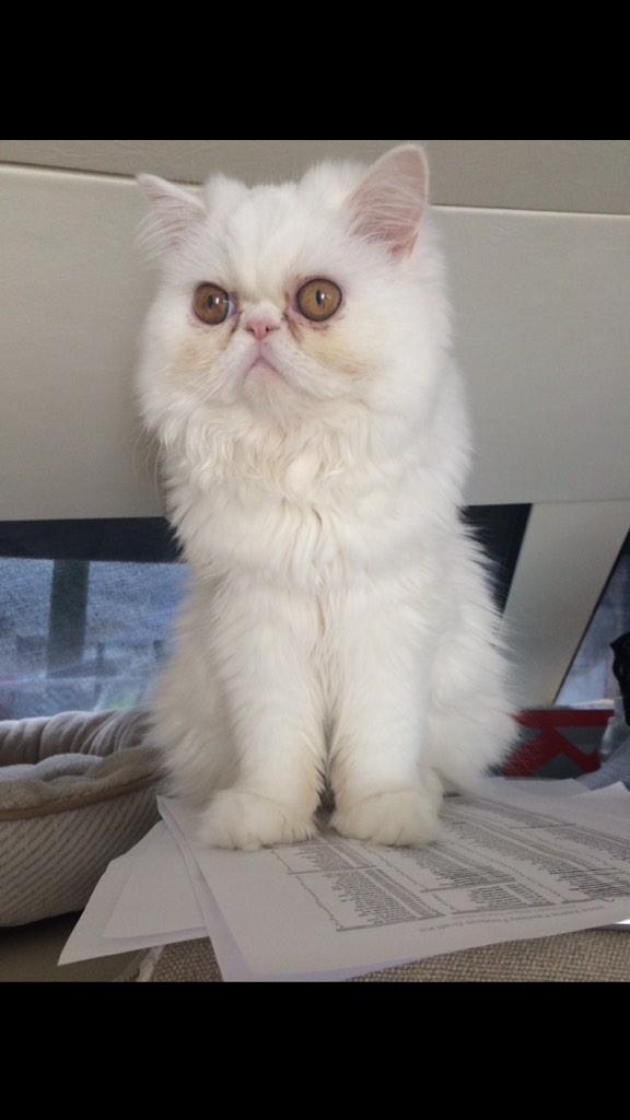 IreneORourke37's tweet photo. @dinamanzo kitties!! http://t.co/NNKbFouw07