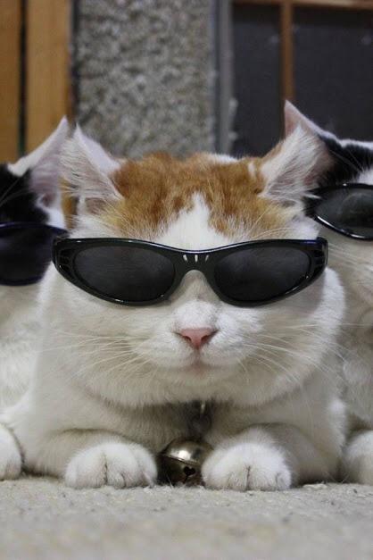 giselledurand's tweet photo. you're a cool cat if you're wearing your Halloween costume to school tomorrow #beacoolcat #wearyourcostume #hellaween http://t.co/cPxd0UMQAt