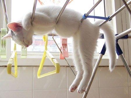 follow4cats's tweet photo. http://t.co/XfERfrQwJP