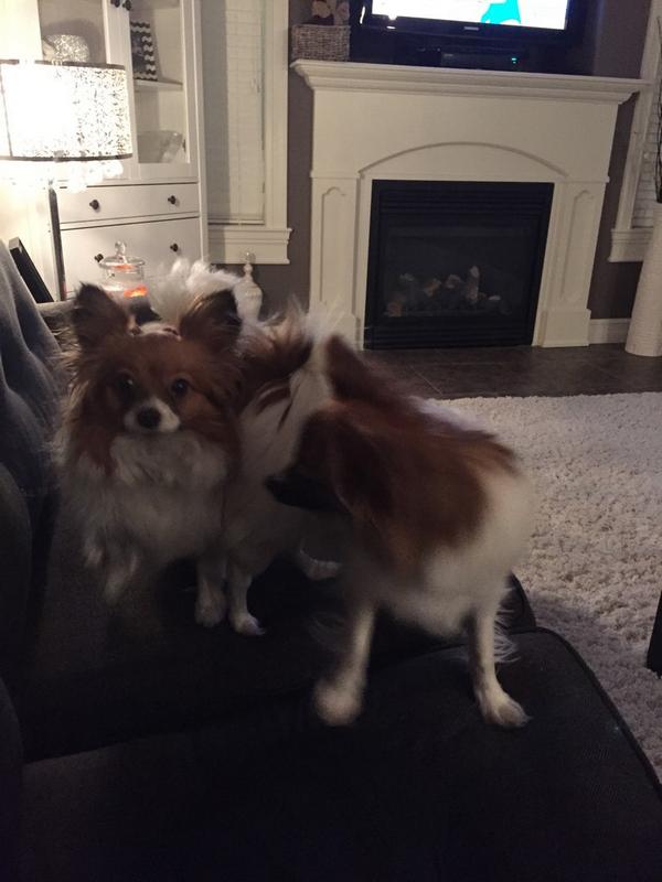 ErinRobes's tweet photo. These little cuties are excited too #babysister #WOOOOOWednesday http://t.co/cZXDx8GJ1i