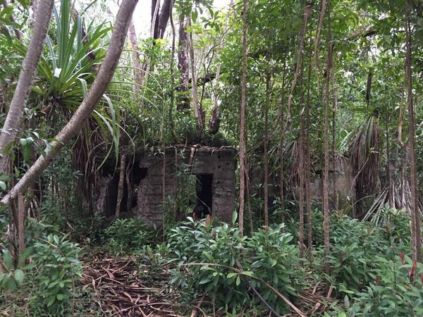 Нашли укромное местечко в гуще джунглей