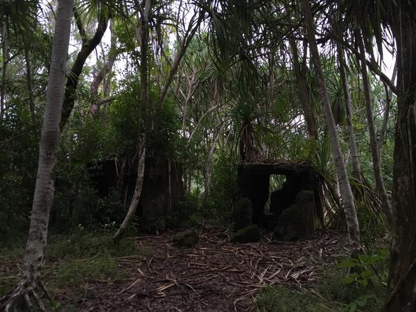 Нашли укромное местечко в гуще джунглей