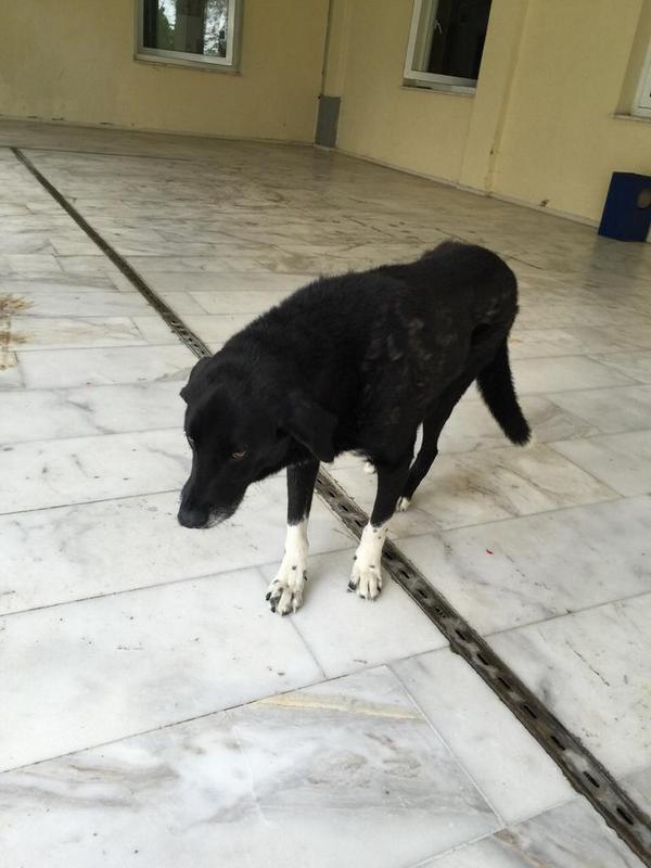 Bu köpekciğin ayağı kırılmış ,burası hazırlık binası. Ulaşılabilecek yetkili birisi varmı acaba? <a href="/iyteedutr/">İzmir Yüksek Teknoloji Enstitüsü (İYTE)</a>