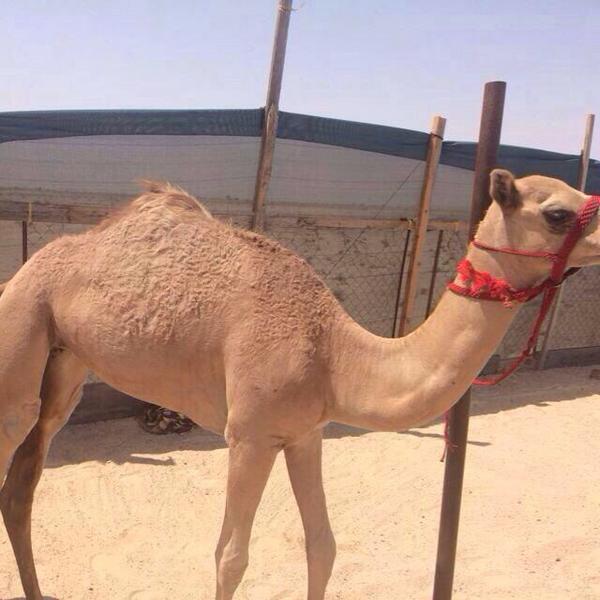 زمهرير لمالكها الشيخ/خالد ناصر الجنيبي من وﻻية الحازر