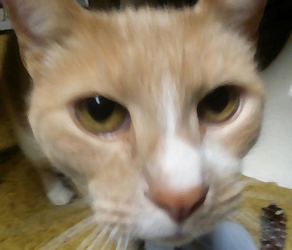 PhotoSynthesysD's tweet photo. "Happy belated #NationalCatDay!" says the photosynthesys mascot: Sam the cat http://t.co/Lak01MM6LC
