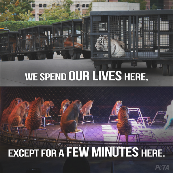 peta's tweet photo. Lions can leap up to 36ft! They SHOULD NOT be in cages w/ BARELY enough room to turn around in. #BoycottTheCircus http://t.co/GHxyD5ljCL