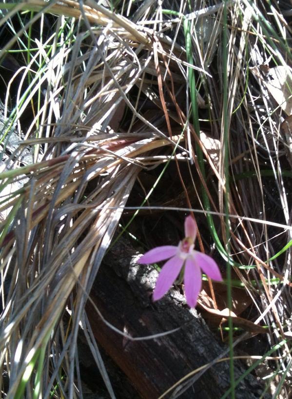 PaulRatcliffe12's tweet photo. #GreenTeam removed 2024 pine wildings in Cotter catchment for @GreeningAust. @ConservationACT @ACT_Parks http://t.co/vuNqdvErf9