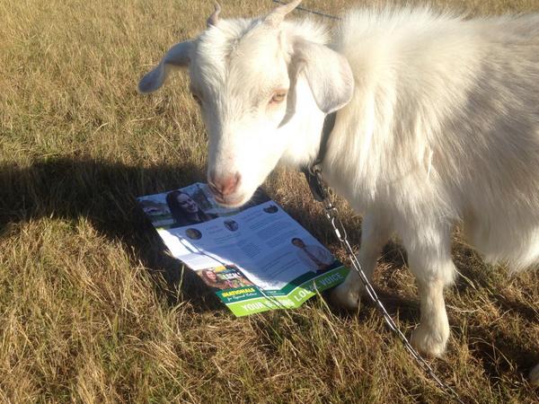 eve_the_goat's tweet photo. Oh hi, u caught me reading up on how @StephRyanNats is fighting 4 important local initiatives #goatmyvote #euroa #ETG http://t.co/fxpNHCa2cf