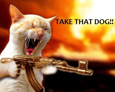 TuneMusicLife's tweet photo. A Hisstory of Violence #catmovies @midnight http://t.co/VKu9oOKoFV