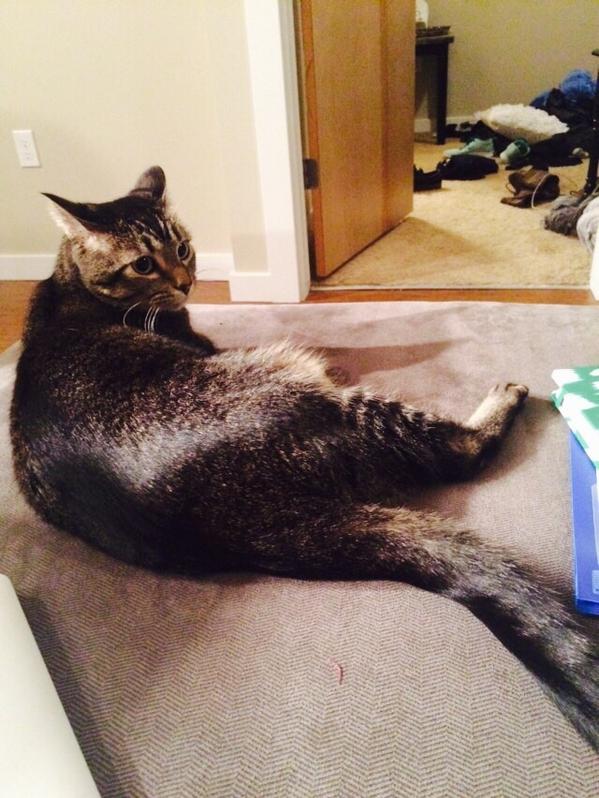 kenmatt_'s tweet photo. Happy be-lated National Cat Day #mojangles http://t.co/G1b45THixH