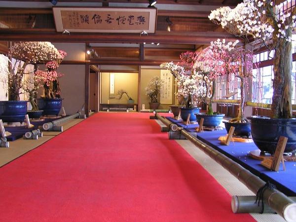 Bonsai Festival in Nagahama, Shiga Prefecture http://t.co/gGuYjYvsOc http://t.co/eaYH8ymthA