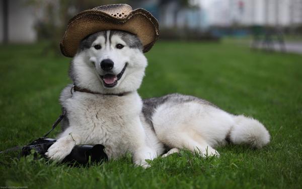 CutenessRocks_'s tweet photo. Howdy there, cheer up if you are feeling down! There are people who care :) http://t.co/eLW4SIUdVu http://t.co/pRfgz6RKNn