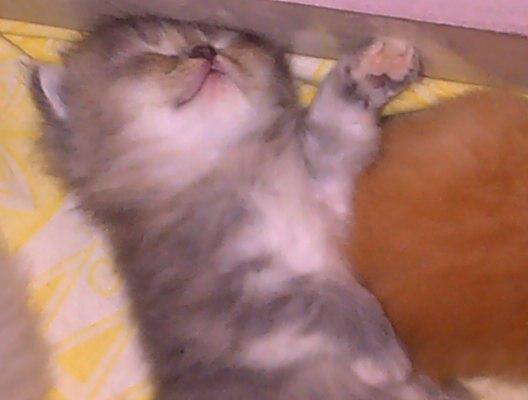 RehanFaiz27's tweet photo. #HappyNationalCatDay http://t.co/gCFKFkE12y