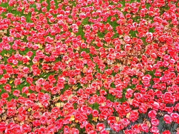 This is an amazing sight!

#TowerPoppies #PoppyAppeal #LestWeForget #LiveOn #Remembrance #LoveLondon #London