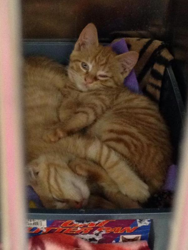newperthanimal's tweet photo. Available for adoption: Two 9 week old male orange tabby kittens. Call us if interested! http://t.co/JynjA4466H