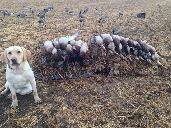 combo1619's tweet photo. 5 man limit in 1 hr! #birddogoftheday #northdakota http://t.co/5dB5Jt3Gdw