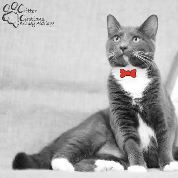 Desiree <a href="/AntietamHumane/">Antietam Humane</a> clearly hopes to be a future supermodel! goo.gl/zIzIRL