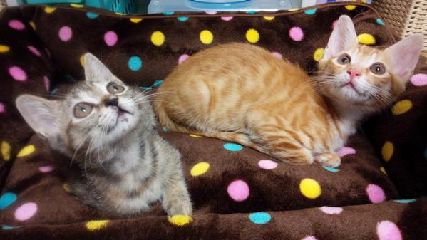 mugen0701's tweet photo. こんなに可愛いのにな。 http://t.co/tA5H5soFfP