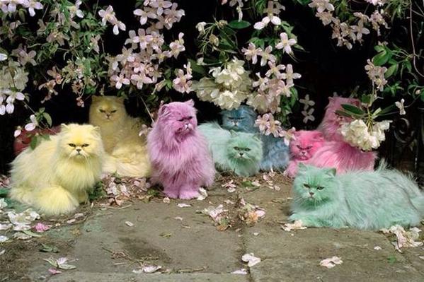 patmcgrathreal's tweet photo. #Regram @pieropiazzi #NationalCatDay  💥😻❤️😘 #Divine #pastel #rainbow #cats #photo by #TimWalker #cat #kitty #love xx http://t.co/SG63zac4Bp