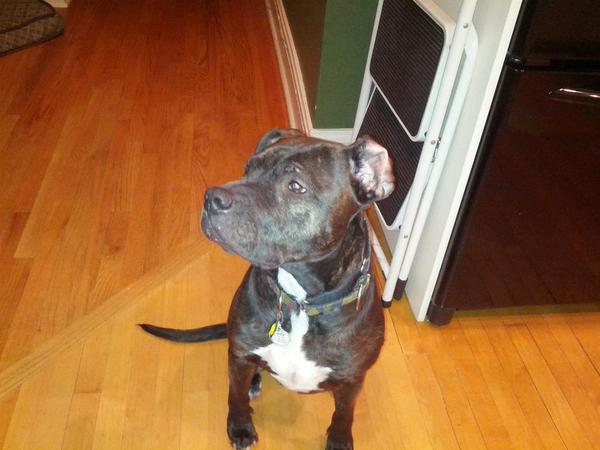 kar1nmc's tweet image. Sweet gentle Lady #mollywouldbanmetoo #YesOn2D #ColoRADogs