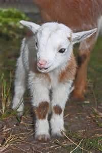 goat_slut's tweet photo. Baaa #goatoftheday #GOAT #followthegoat #goatnation #goatselfiecentral #followme #retweet http://t.co/Z3XSSfzSoo