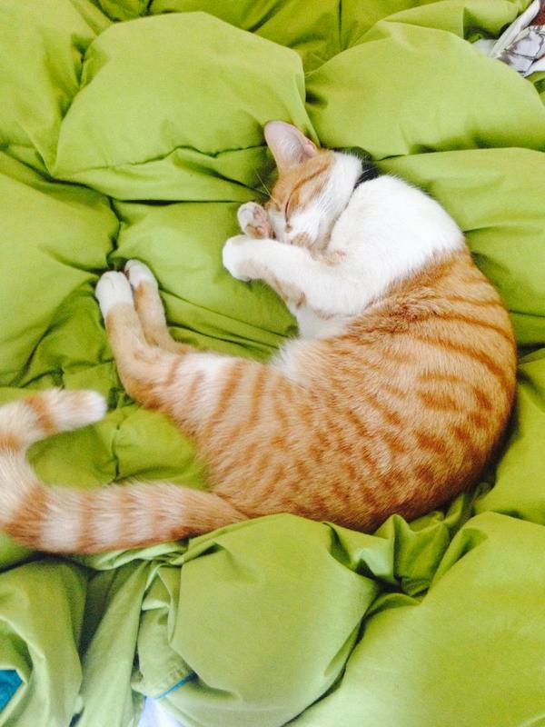 RomyFono's tweet photo. El más regalón!! Mi hermoso mamut descansando !!! @Anny_MRC @clubgaterogrupo @SoyCatLover http://t.co/sXB1OSWYWs