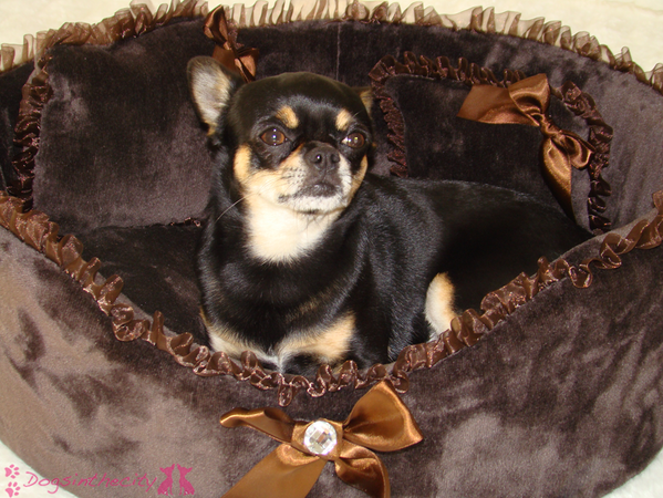DogsinthecitySP's tweet photo. Elvis disfrutando de la cama Roma, disponible en nuestra web #chihuahua #dogsinthecity http://t.co/cF7mj0OQrj http://t.co/PrPjuEm6Ec