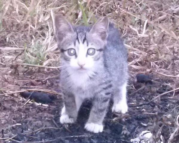 anies_RI1_2024's tweet photo. #IniTalkshowNETadvan7 Bantu Adopsi Kucing ini. Hubungi saya, tidak dipungut biaya. @infojakarta http://t.co/cIogvKq10G