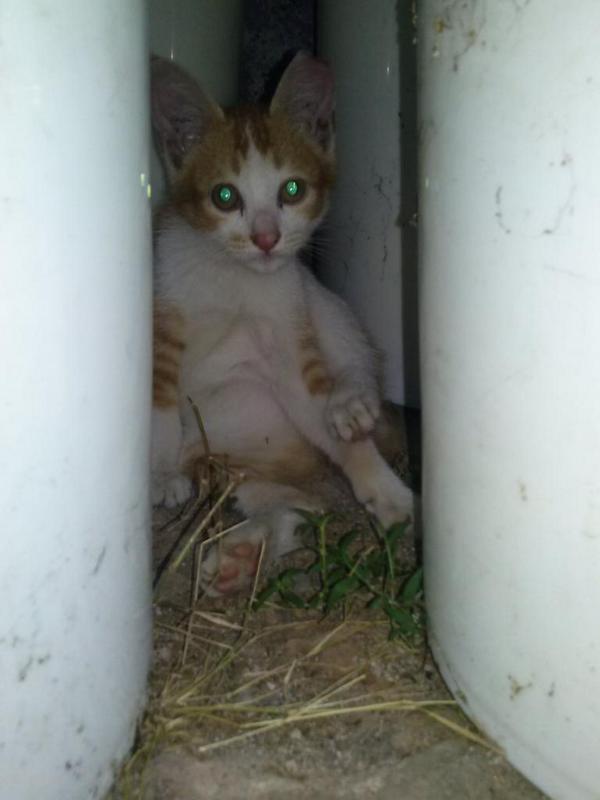 anies_RI1_2024's tweet photo. #IniTalkshowNETadvan7 Bantu Adopsi Kucing ini. Hubungi saya, tidak dipungut biaya. @infojakarta http://t.co/cIogvKq10G