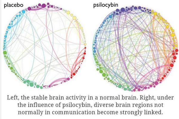 _UGGGY's tweet image. this is your brain on psilocybin and it wants to have a little talk with you
