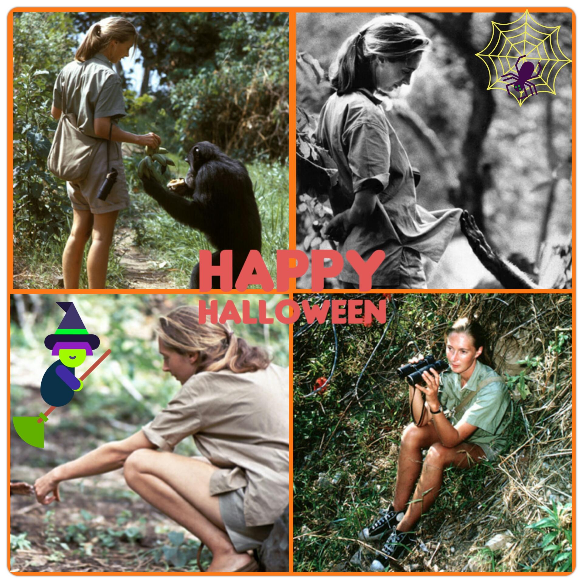 JaneGoodallInstitute on Twitter "Is your plan to dress up as Dr. Jane