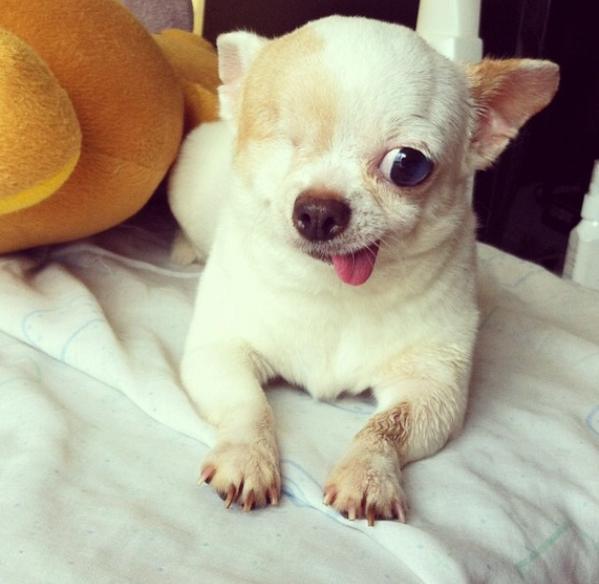 one eyed chihuahua