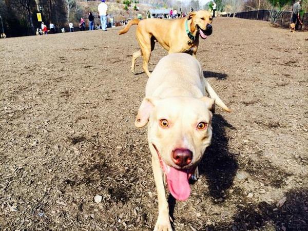 Gotta #tbt to one of the first times my papa <a href="/iansomerhalder/">Ian Somerhalder</a> and my aunt <a href="/TheJram/">Jessica Ramsey</a> took me to the dog park! FUN!! :D