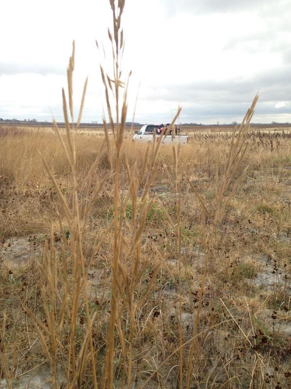 NwMnBiologist's tweet image. Getting stuck w/ your truck because you saw a bunch of Cordgrass seed that you wanted to pick. #BiologistProblems