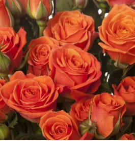 Flowerlink tweet media