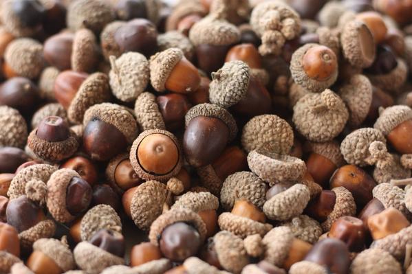 OUClassof2021's tweet photo. Exactly. Absolutely. We're just a bunch of acorns.RT @OUClassof2018: "The current state of campus #OU18 http://t.co/NtrkYlAXtB”