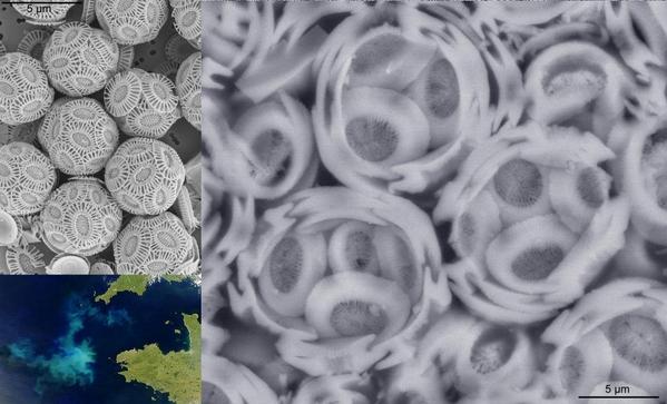 MicropalaeoSoc's tweet photo. 11/12 #TMS2014 Thin-sect of Oligocene limestone Reticulofenestra coccospheres.By Agnieszka Ciurej, Poland. http://t.co/btUGY1EMXF