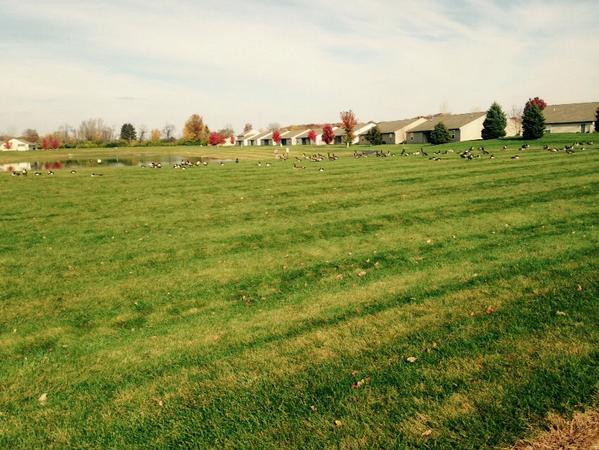 snunnie's tweet photo. Tried my @GracoBaby jogger on a run- turns out it's "off-roading" in the grass gets a 👍 #goosefarm #bbgun? #illegal? http://t.co/7epfI69QLs