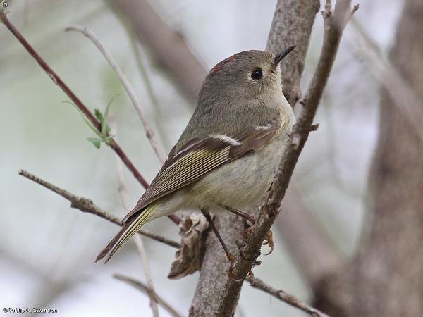 fontenelle4est's tweet photo. A Ruby-Crowned Kinglet was spotted in the wetlands this week. These birds are spring / fall migrants. #4estnow http://t.co/tioGfz8xI0